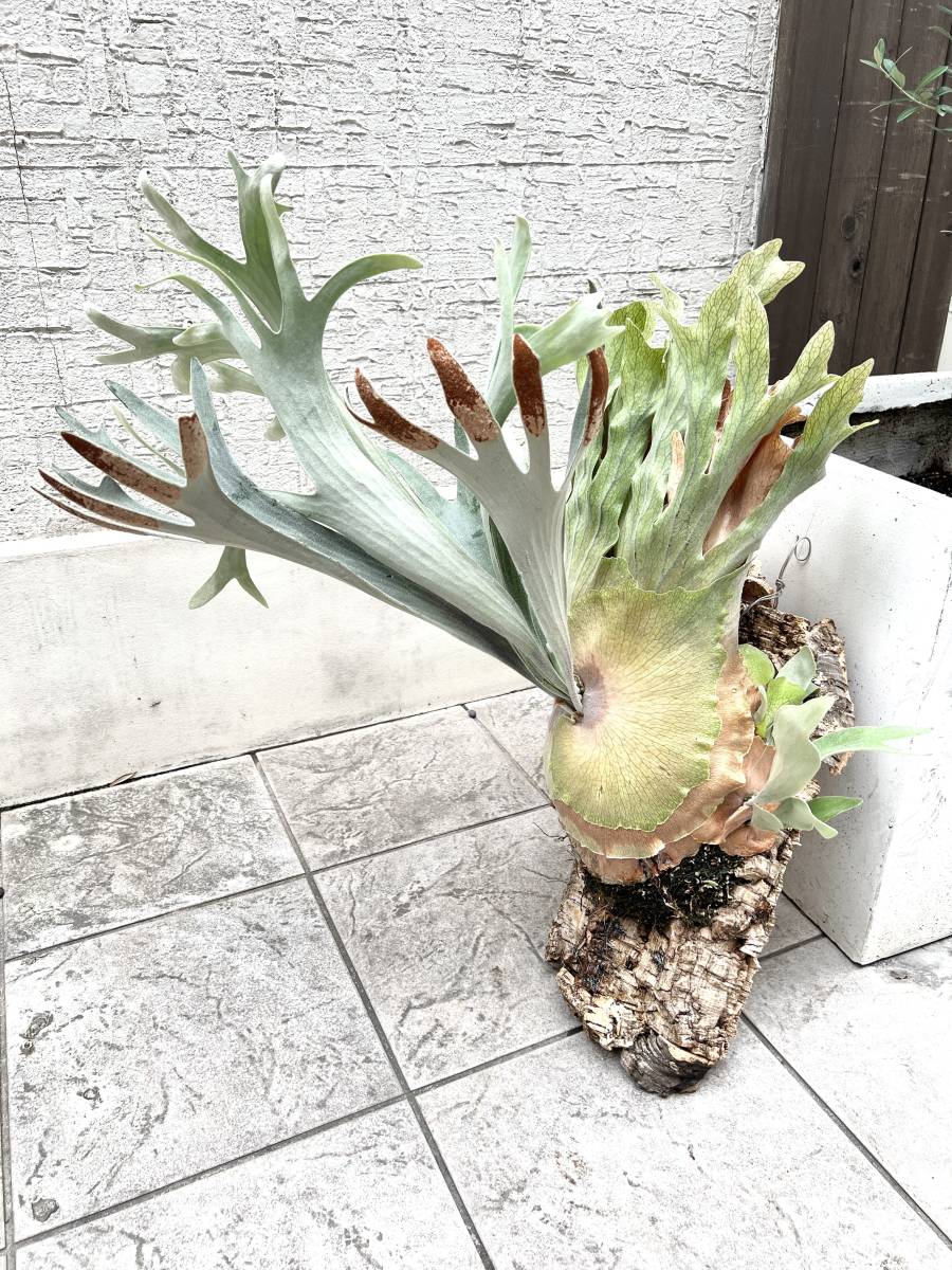Yahoo!オークション - P.Fubukiビカクシダ Platycerium コウモリ Yahoo!オークション - P.Fubukiビカクシダ Platycerium コウモリ
