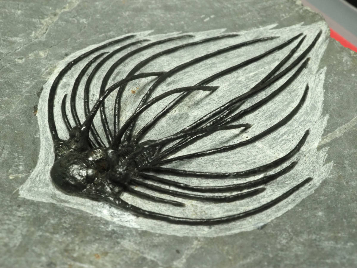  hard-to-find! Mitsuha insect [Heliopeltis johnsoni][ total length :65mm]moroko kingdom production / dinosaur / worn Opel tis/sajitaperutis/./ fish /./ fossil 