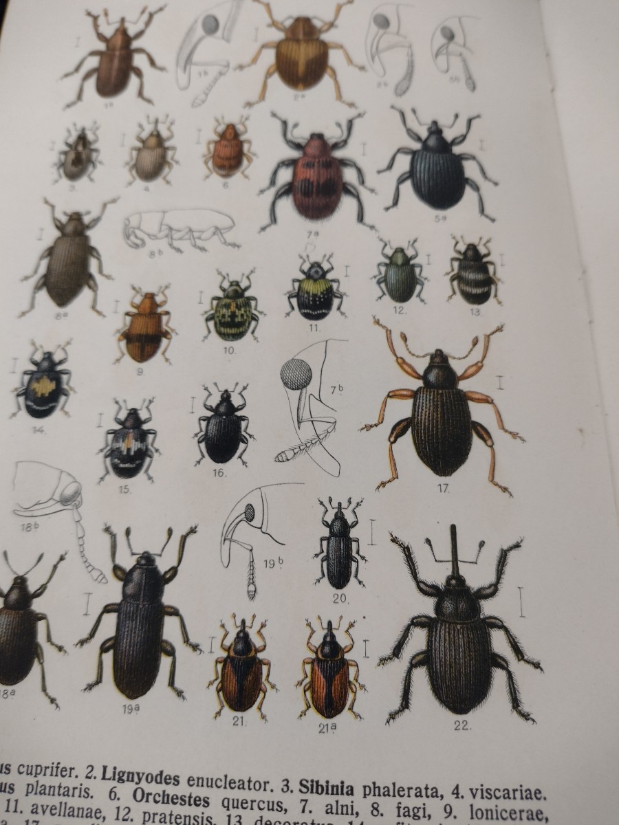 ドイツの甲虫図鑑 Fauna Germanica. Die Kafer des Deutschen ドイツの甲虫図鑑 Fauna Germanica. Die Kafer des Deutschen