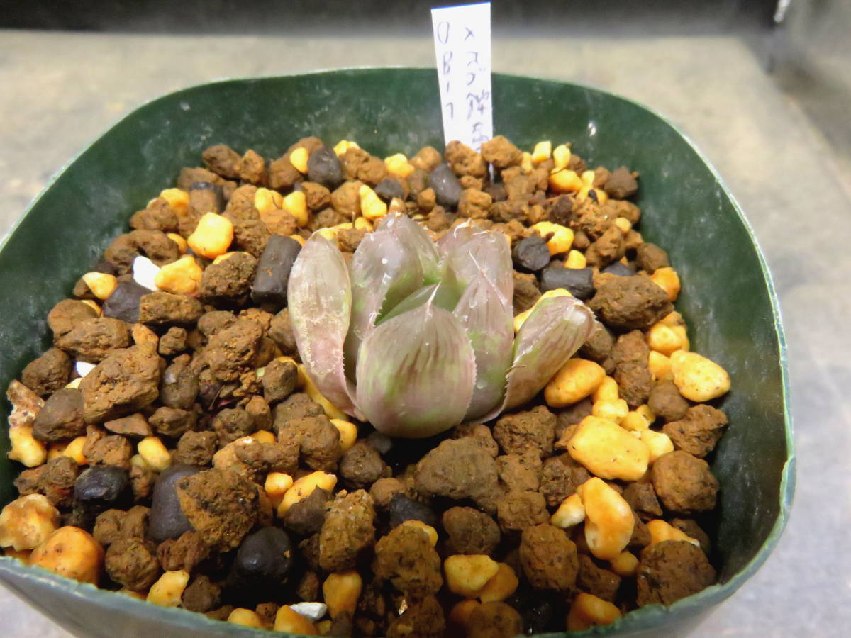 多肉植物 ハオルチア OB-１×オブツーサ錦黄色斑 | JChere雅虎拍卖代购