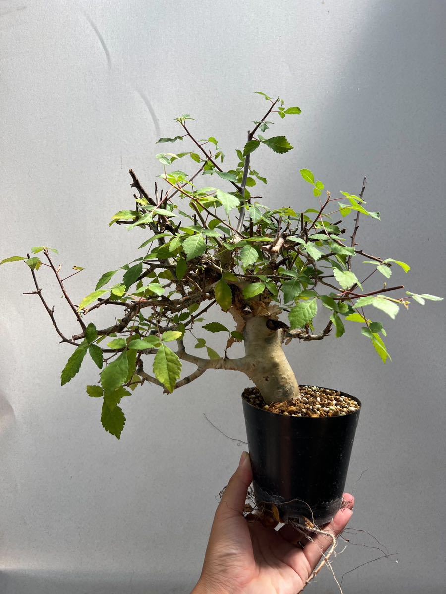 コミフォラ ホルトジアナ Commiphora holtziana 発根済み-