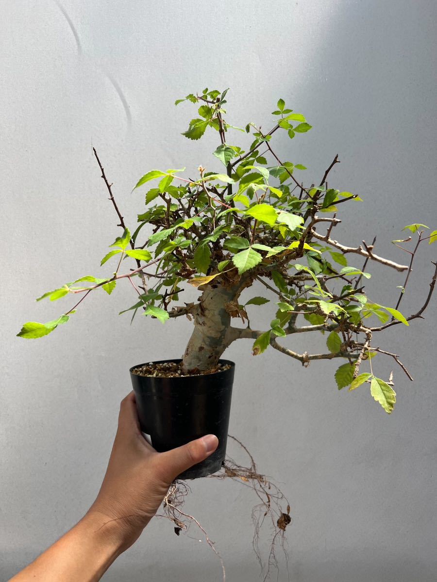 コミフォラ ホルトジアナ Commiphora holtziana 発根済み-