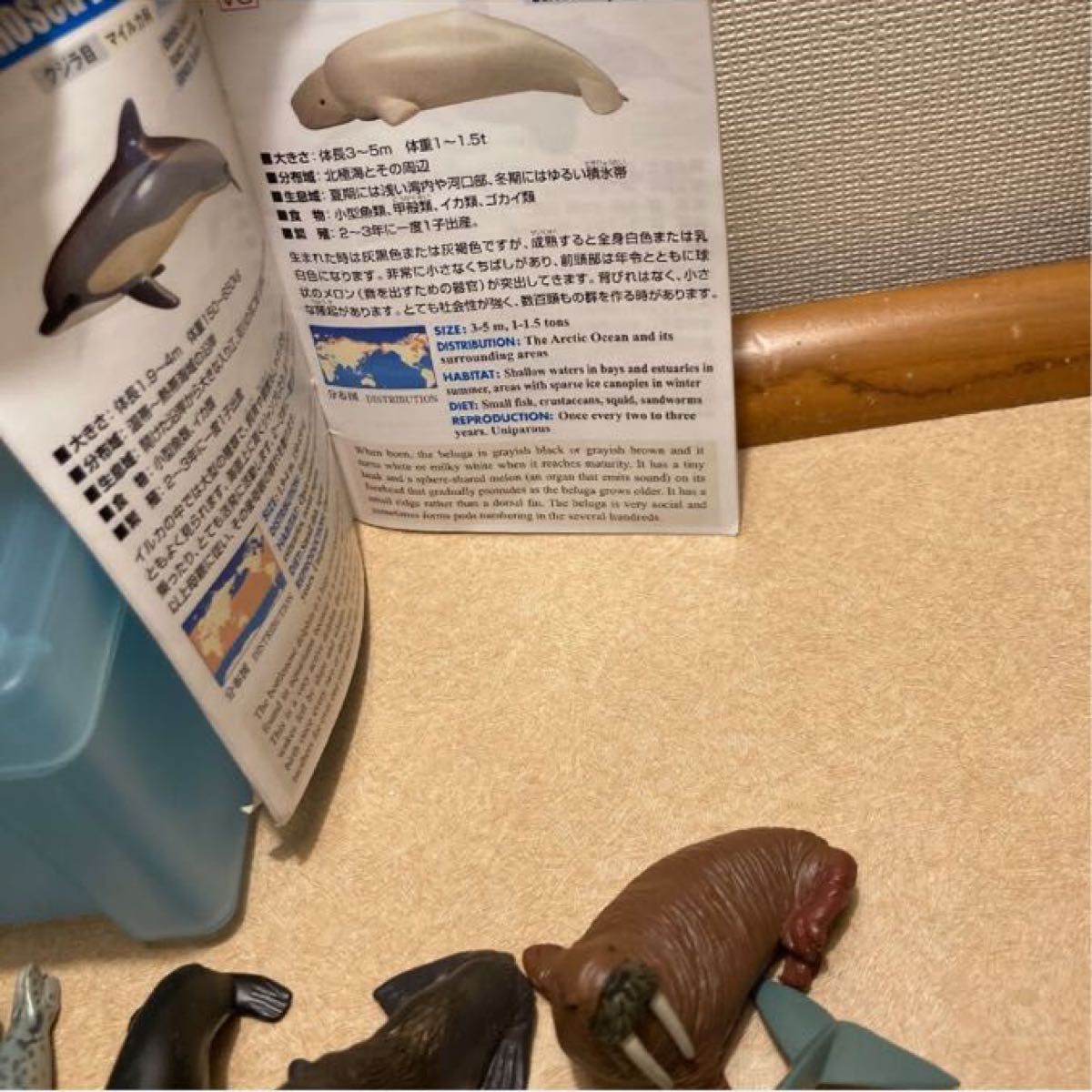 カロラータ 哺乳類 フィギュア (立体図鑑) クジラ/イルカ リアル カロラータ 哺乳類 フィギュア (立体図鑑) クジラ/イルカ リアル