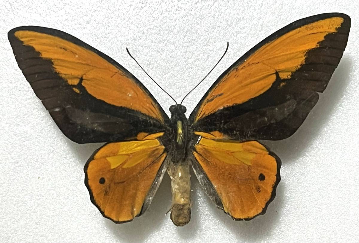 蝶標本 ドイツ箱4セット トリバネアゲハ他 アオメガネ アカメガネ