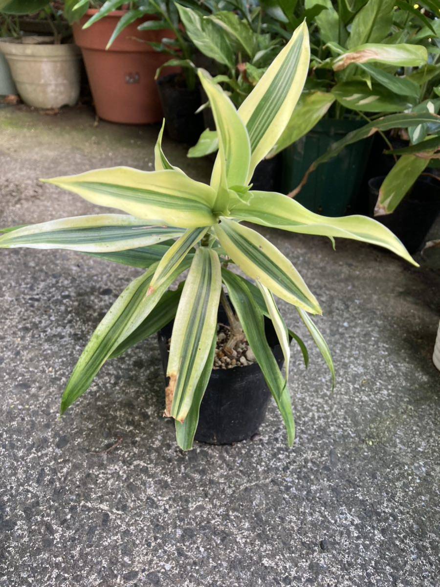 Dracena Reflex Song of Sri Lanka