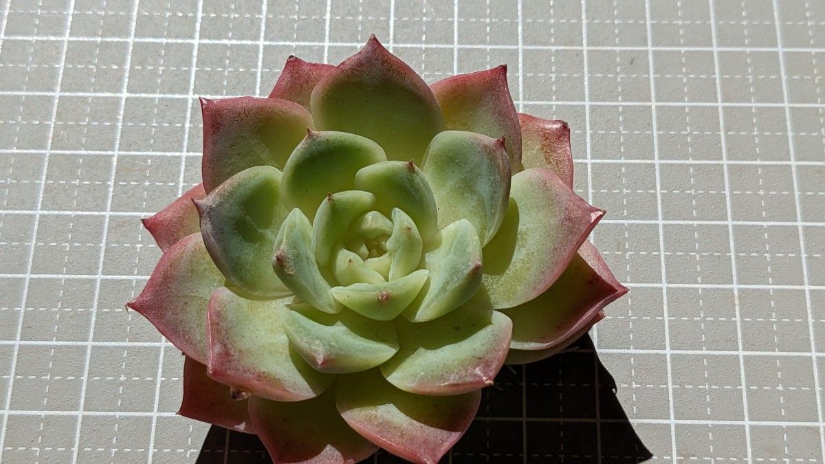 多肉植物 エケベリア レアです チワワエンシス苗です^^