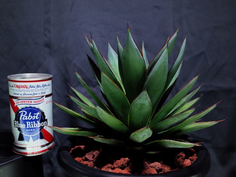  agave glue glow 8 number width 33cm selling out 1 jpy start #HCPZ
