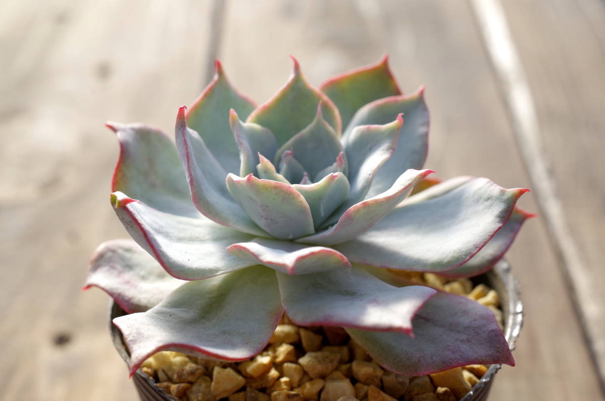 【レア原種】エケベリア ロザノイ Echeveria lozanoi 原種 多肉植物 自家繁殖苗 _画像2