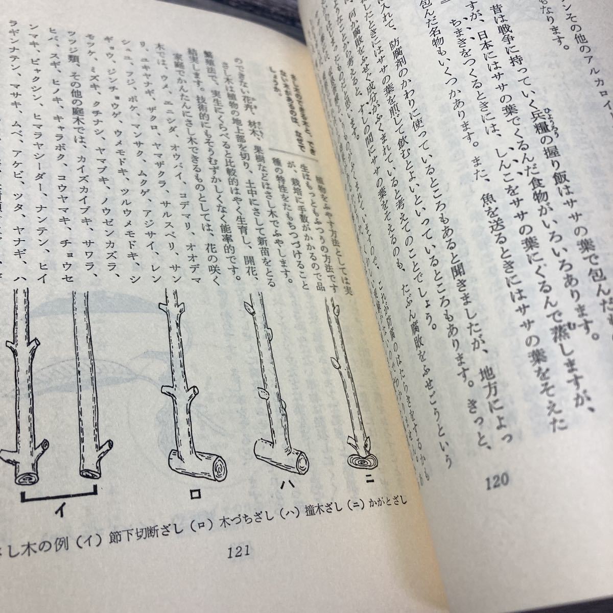 なぜでしょう科学質問箱　第五集　植物編　折井英治 出版社 法制大学出版局_画像9