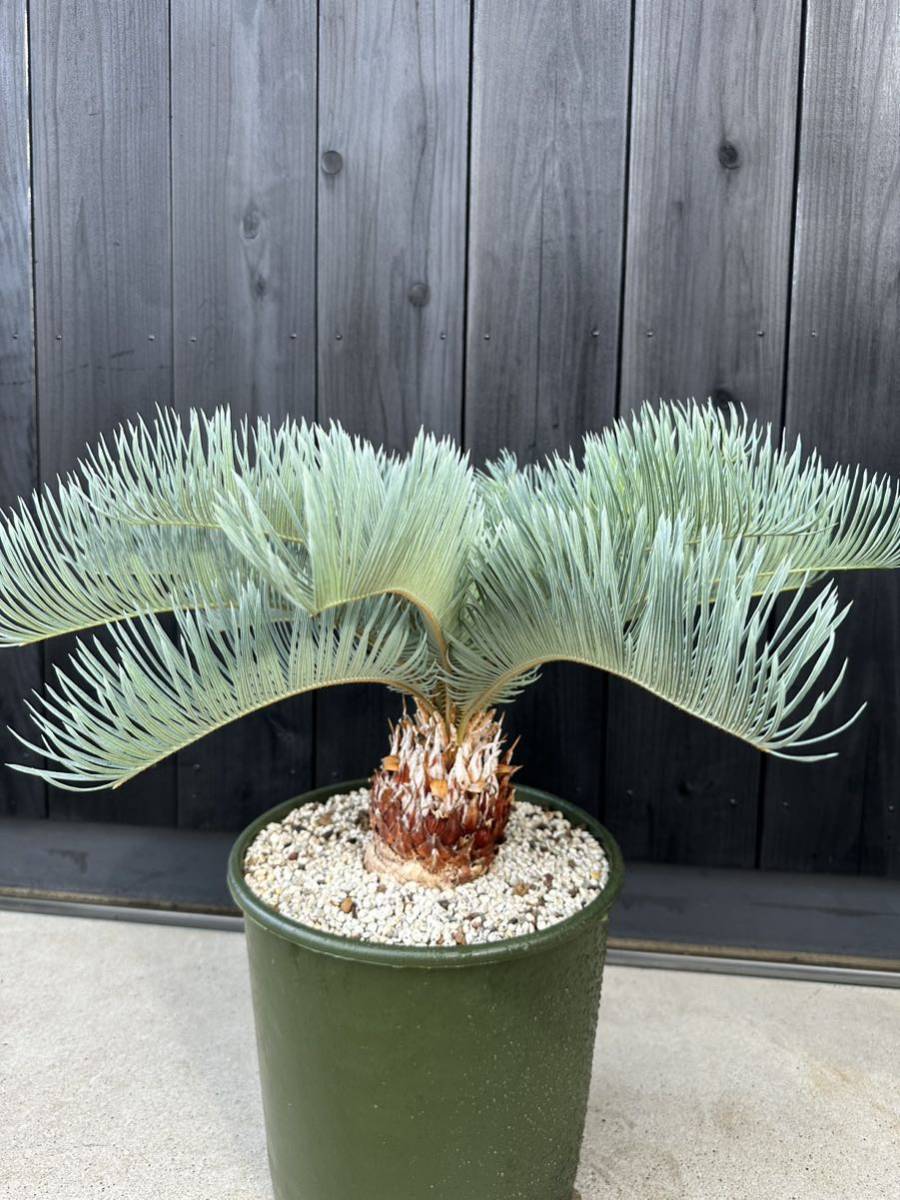 Yahoo!オークション - cycas cairnsiana サイカス Yahoo!オークション - cycas cairnsiana サイカス