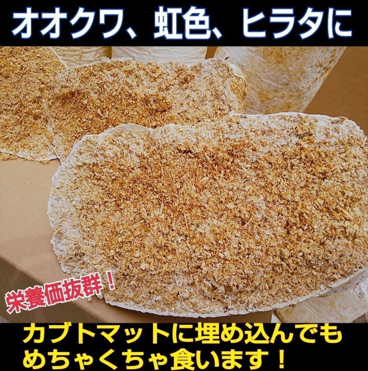 クワガタの産卵木の代わりにどうぞ！　マットに埋め込むだけで爆産！　オオヒラタケ菌床ブロック　割り出しが楽で幼虫がたくさんとれます！_画像9