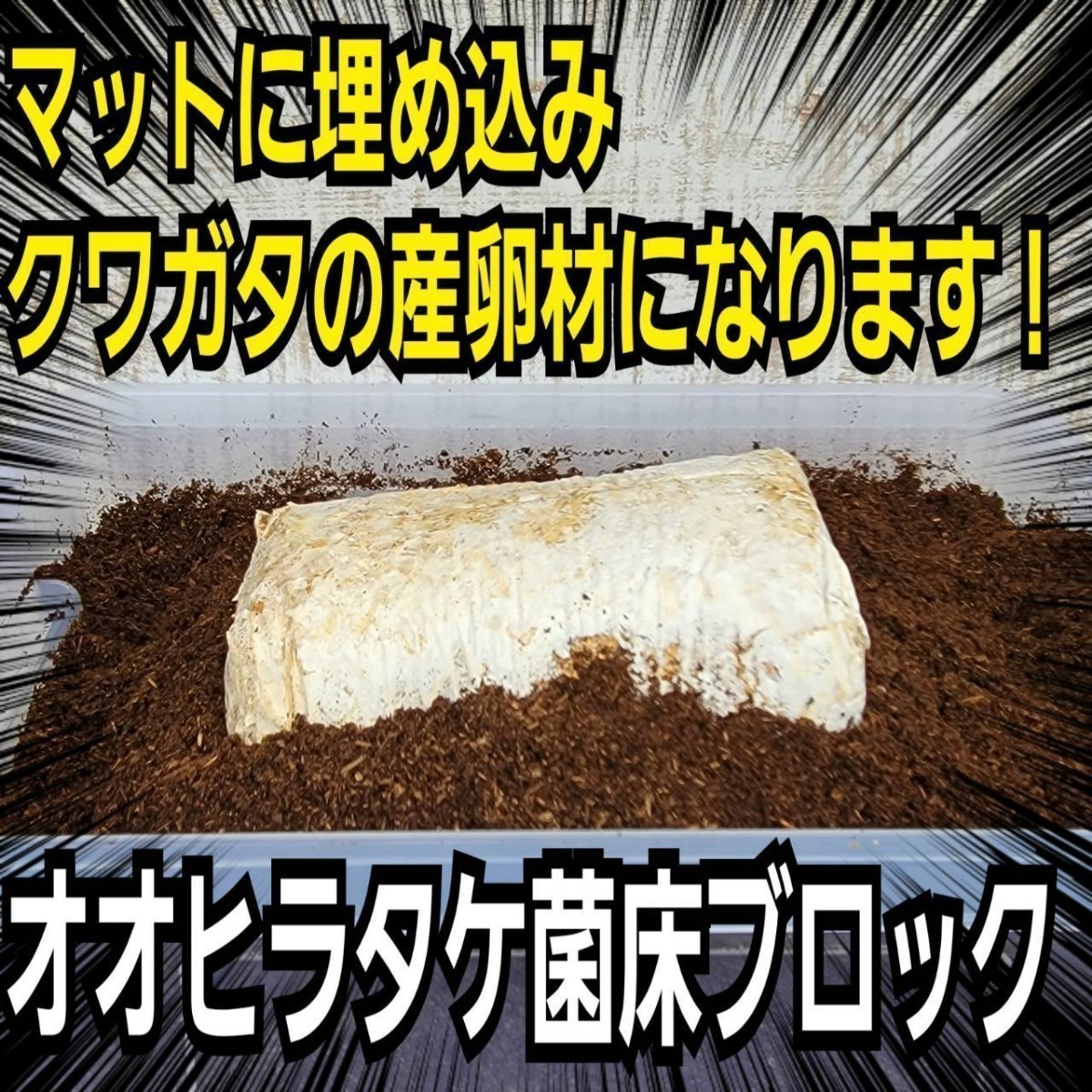 クワガタの産卵木の代わりにどうぞ！　マットに埋め込むだけで爆産！　オオヒラタケ菌床ブロック　割り出しが楽で幼虫がたくさんとれます！_画像3