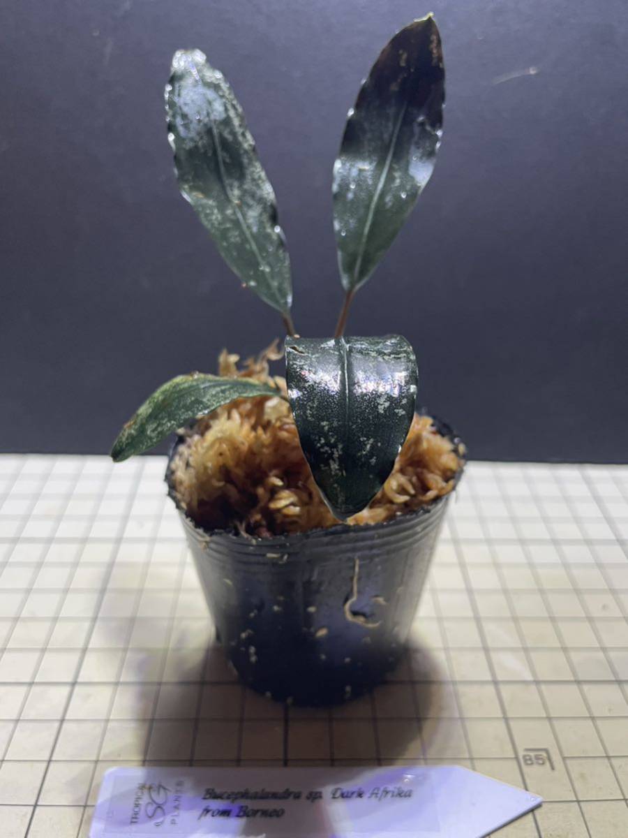 ☆ブセファランドラ sp. ダークアフリカ☆Bucephalandra sp ☆ブセファランドラ sp. ダークアフリカ☆Bucephalandra sp