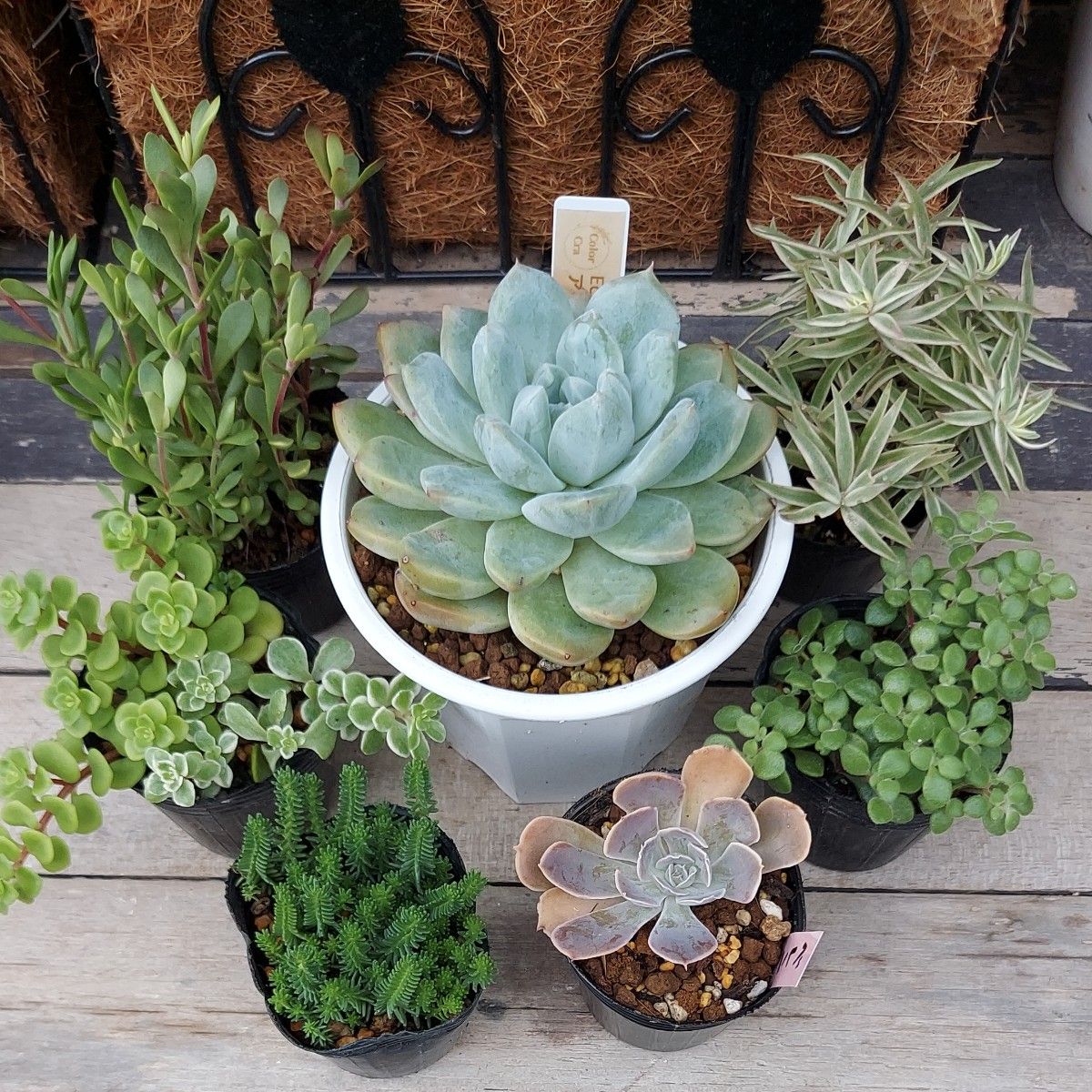 多肉植物 7種類寄せ植えセット⑦ 抜き苗|Yahoo!フリマ(旧 多肉植物 7種類寄せ植えセット⑦ 抜き苗|Yahoo!フリマ(旧