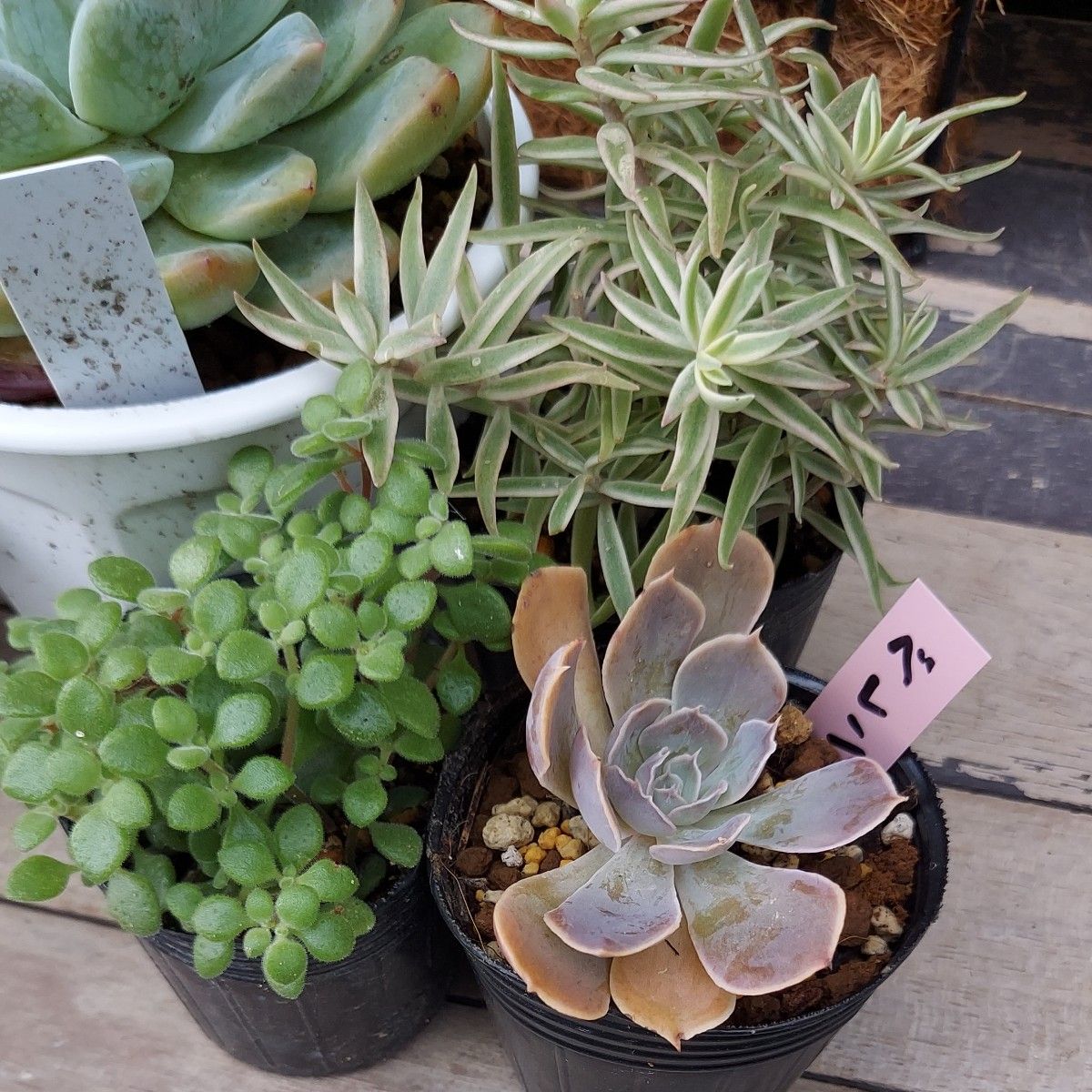 多肉植物 7種類寄せ植えセット⑦ 抜き苗|Yahoo!フリマ(旧 多肉植物 7種類寄せ植えセット⑦ 抜き苗|Yahoo!フリマ(旧