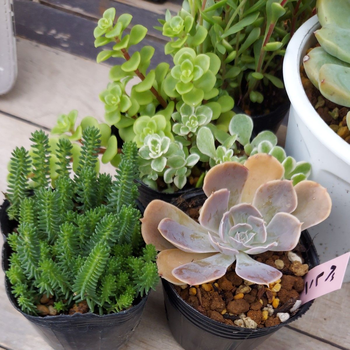 多肉植物 7種類寄せ植えセット⑦ 抜き苗|Yahoo!フリマ(旧 多肉植物 7種類寄せ植えセット⑦ 抜き苗|Yahoo!フリマ(旧