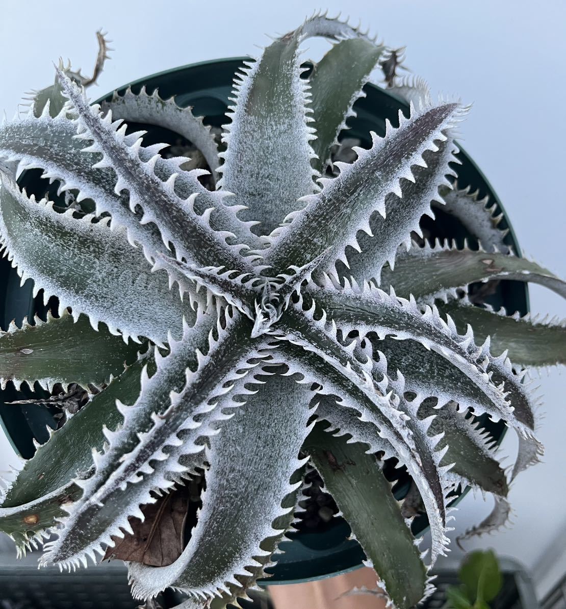 Dyckia skywalker ディッキア　ブロメリア_画像4