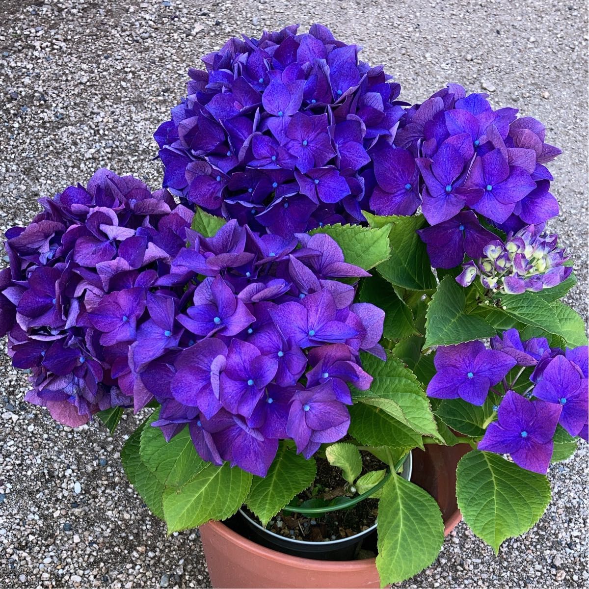 紫陽花 濃い紫 挿し木苗|Yahoo!フリマ(旧PayPayフリマ) 紫陽花 濃い紫 挿し木苗|Yahoo!フリマ(旧PayPayフリマ)