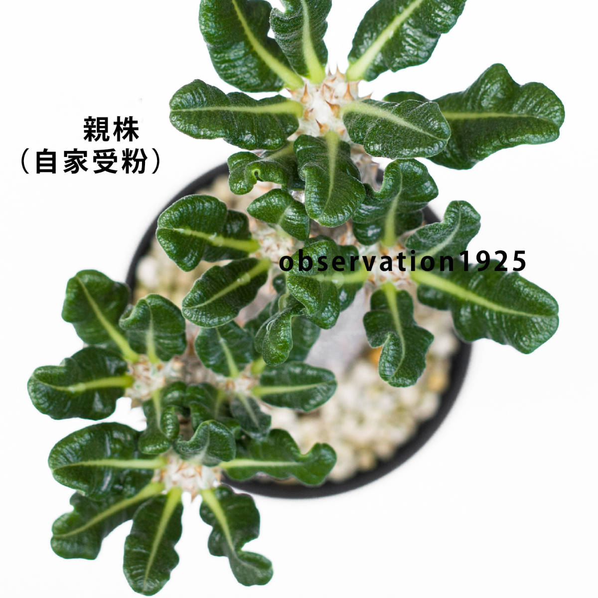 ☆☆ NAY23-285【自家採種実生苗】パキポディウム　タッキー Pachypodium　'tucky'　　tacky_画像2