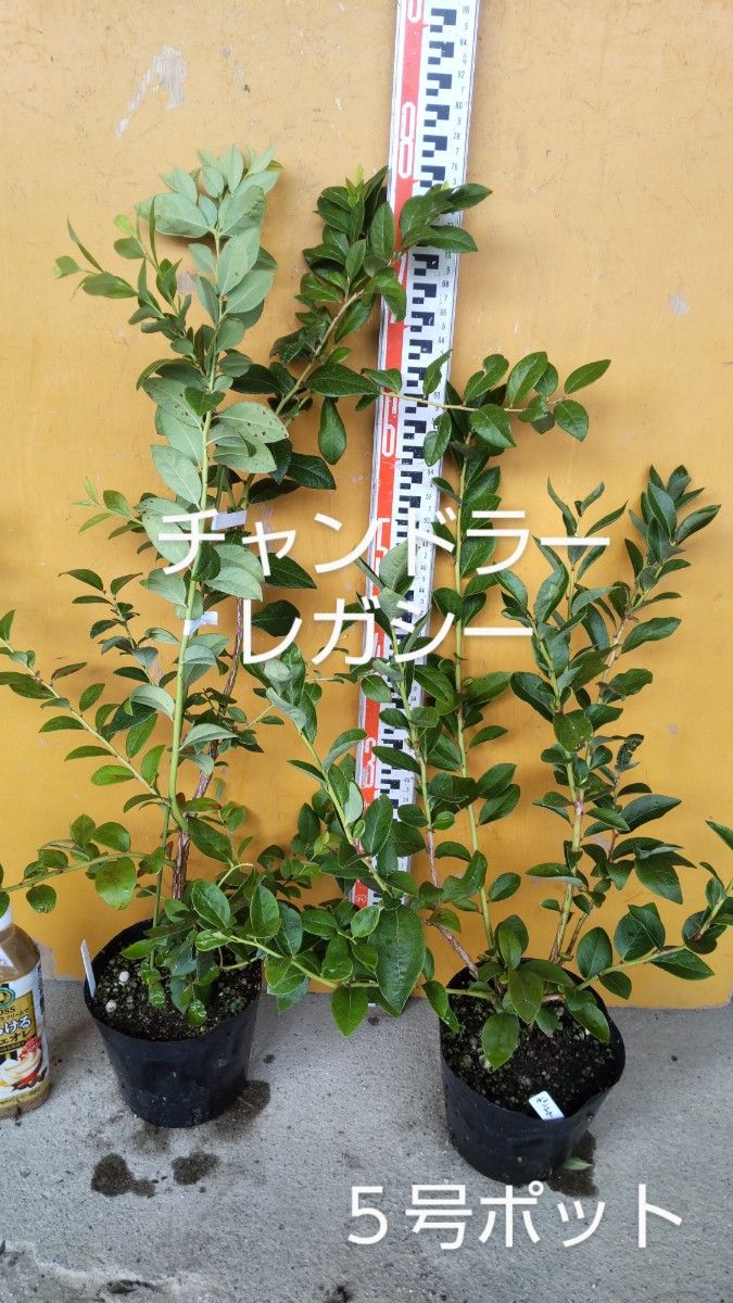 ブルーベリー苗 チャンドラー&レガシー大苗2本セット-