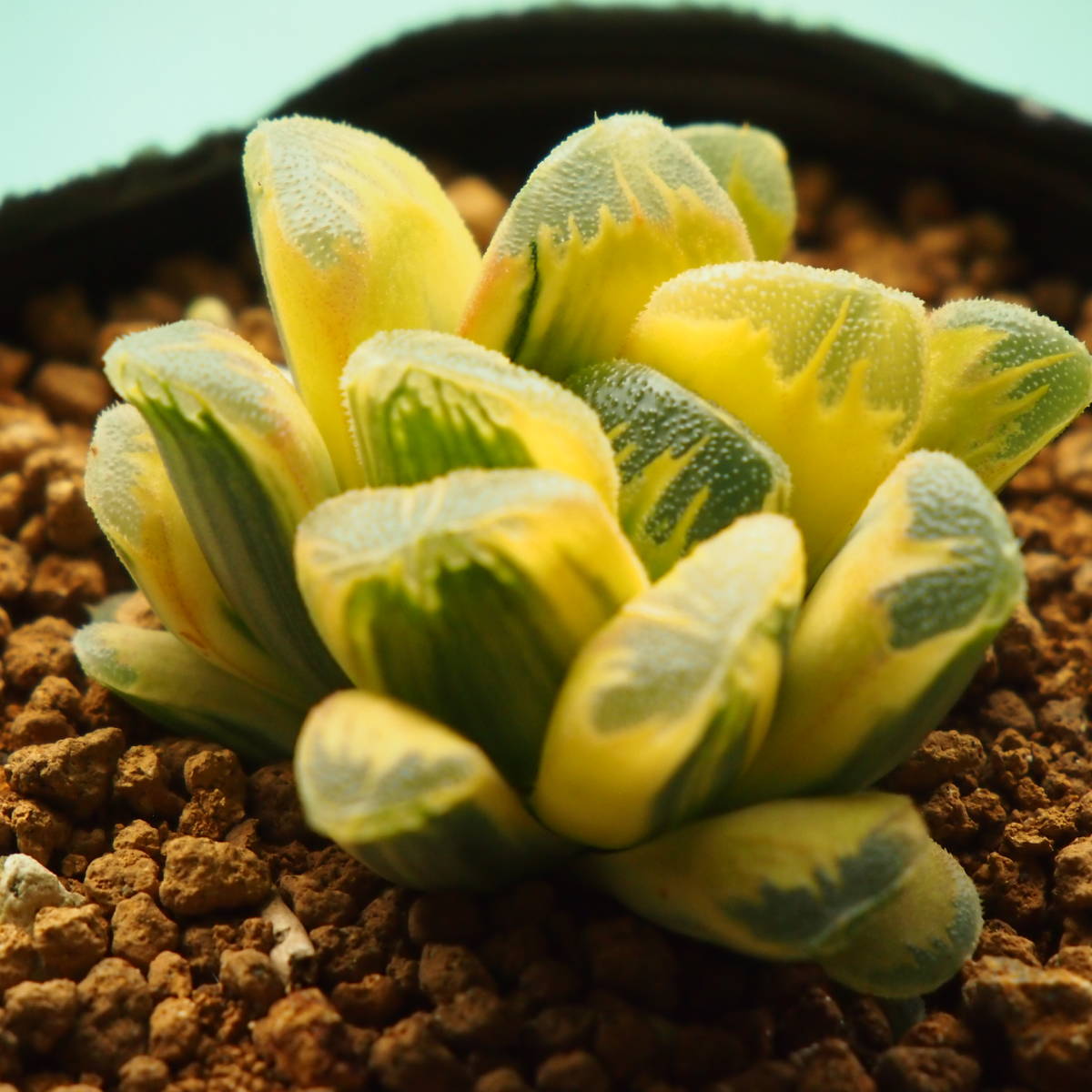 黄金斑☆静鼓錦 ハウルチア 1株 抜き苗☆多肉植物/サボテン_画像2