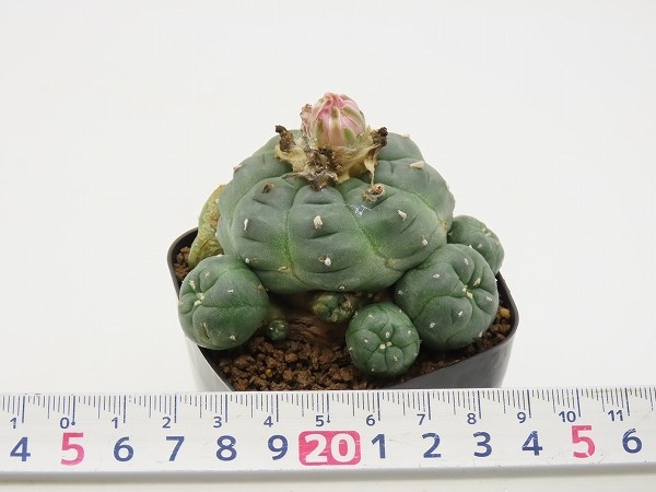 ■[Y178]jourdaniana　ヨールダニア実生　実生苗　正木　ヤマト運輸発送のみ 【多肉植物　サボテン　Lophophora　ロフォフォラ】_画像7