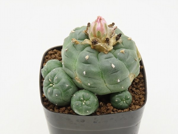 ■[Y178]jourdaniana　ヨールダニア実生　実生苗　正木　ヤマト運輸発送のみ 【多肉植物　サボテン　Lophophora　ロフォフォラ】_画像3