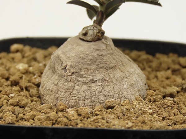 ■[Y170]gracile　グラキレ Itigi Tanzania ES20939　2023年春輸入 【多肉植物　Monadenium　モナデニウム】_画像4