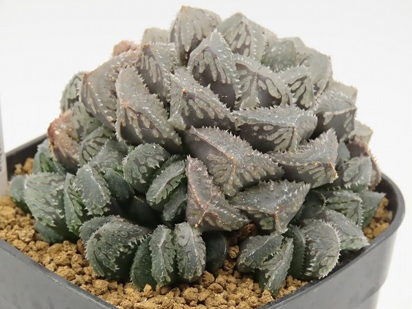 ■[W99]魔剣　ヤマト運輸発送のみ 【多肉植物　Haworthia　ハオルチア　ハオルシア】_画像3