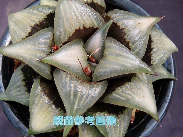 ■[Y82]白鳳　ヤマト運輸発送のみ 【多肉植物　Haworthia　ハオルチア　ハオルシア】_画像5