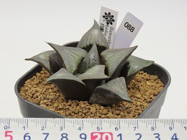 ■[Y82]白鳳　ヤマト運輸発送のみ 【多肉植物　Haworthia　ハオルチア　ハオルシア】_画像4