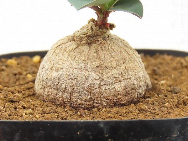 ■[Y184]gracile Itagi Tanzania ES20939　2023年春輸入　ヤマト運輸発送のみ 【多肉植物　Monadenium　モナデニウム】_画像6