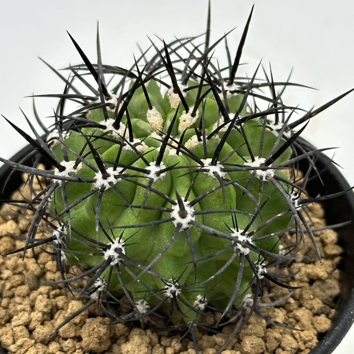 ◆ネオポルテリア　暗黒王　エリオシケ◆サボテン・多肉植物　◆CACTI7◆1694_画像8