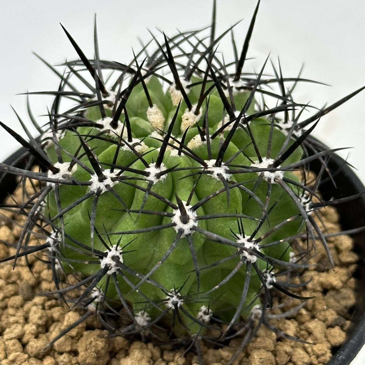 ◆ネオポルテリア　暗黒王　エリオシケ◆サボテン・多肉植物　◆CACTI7◆1694_画像7