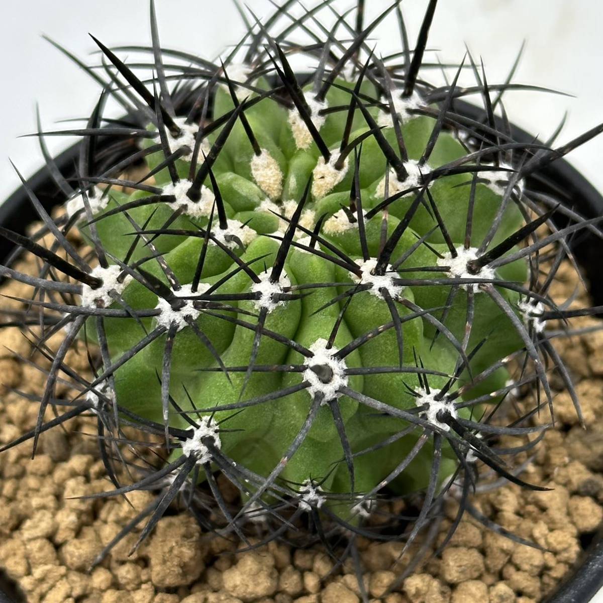 ◆ネオポルテリア　暗黒王　エリオシケ◆サボテン・多肉植物　◆CACTI7◆1694_画像10