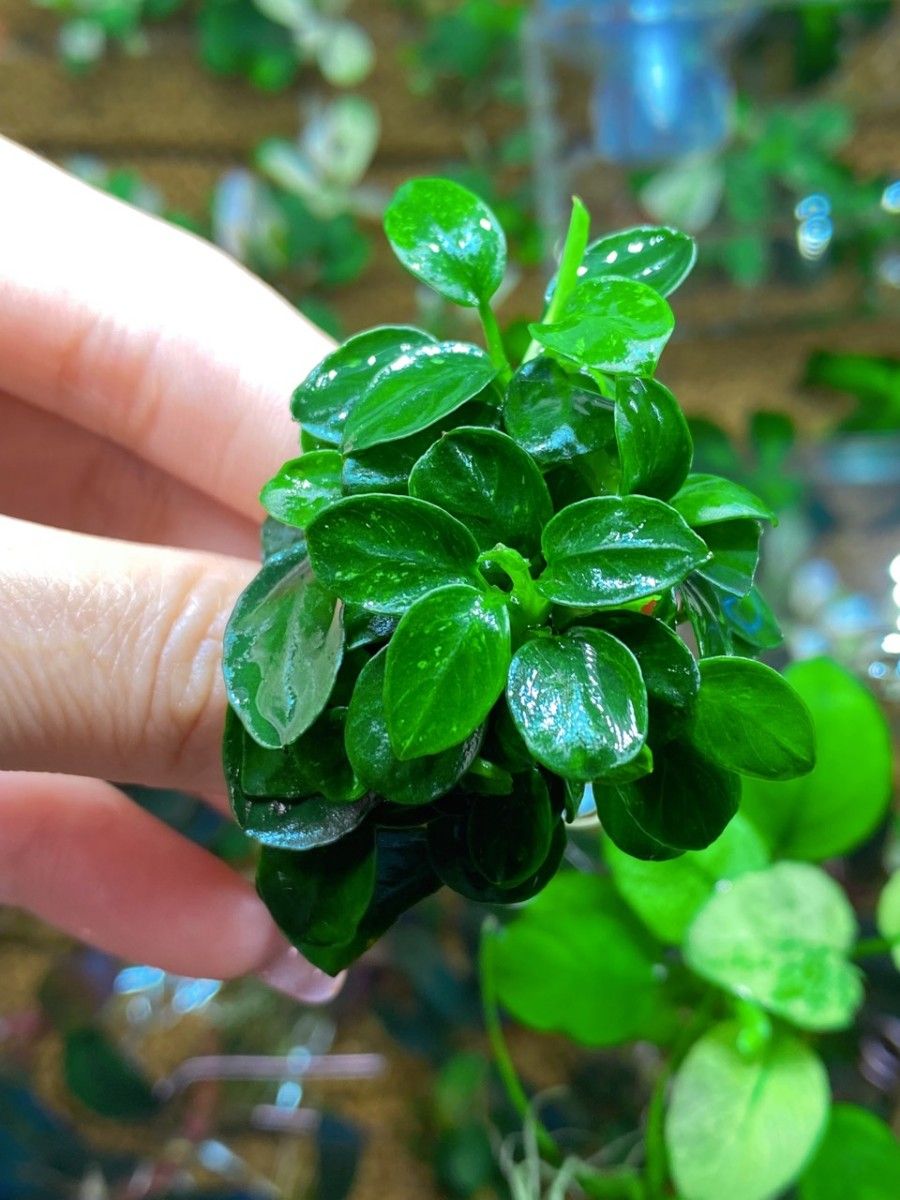 水草 アヌビアスナナ プチ 6株　[群生株］