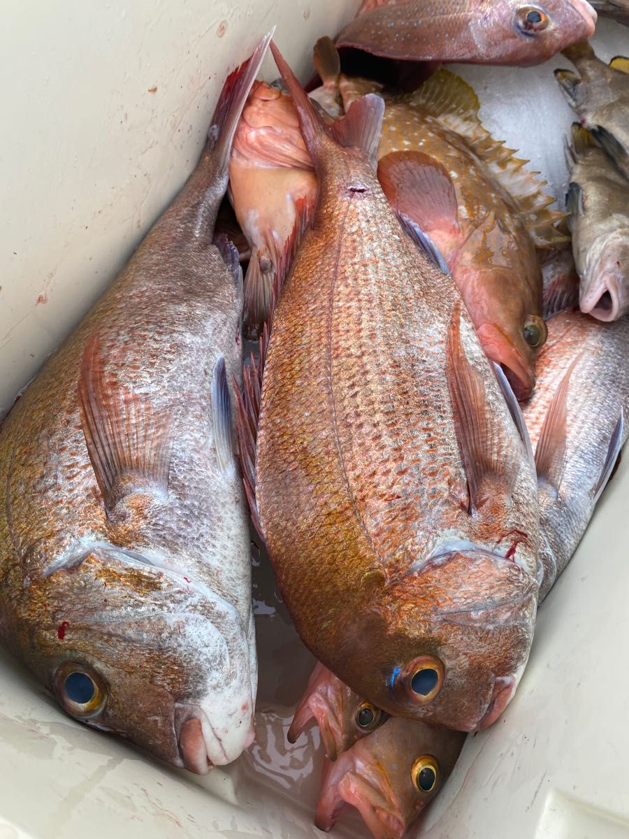 コスパ最強で釣果抜群！10号一つテンヤ！大針根掛かり回避！魚釣り 船釣り 仕掛け ★送料無料★