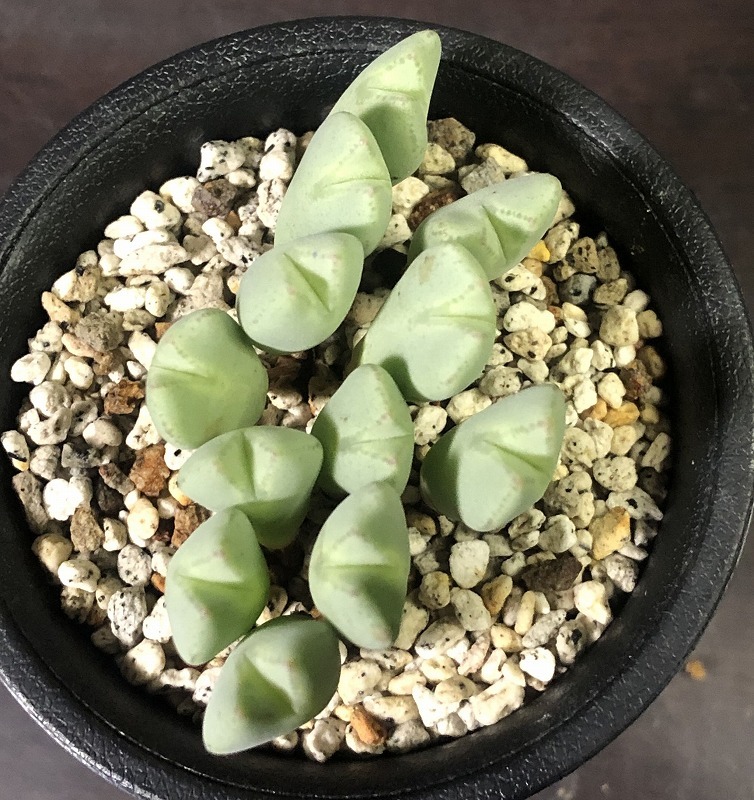 小菊の舞(黄巻花)　cv”Kogikunomai”　　 コノフィツム 　Conophytum 　多肉植物_画像3