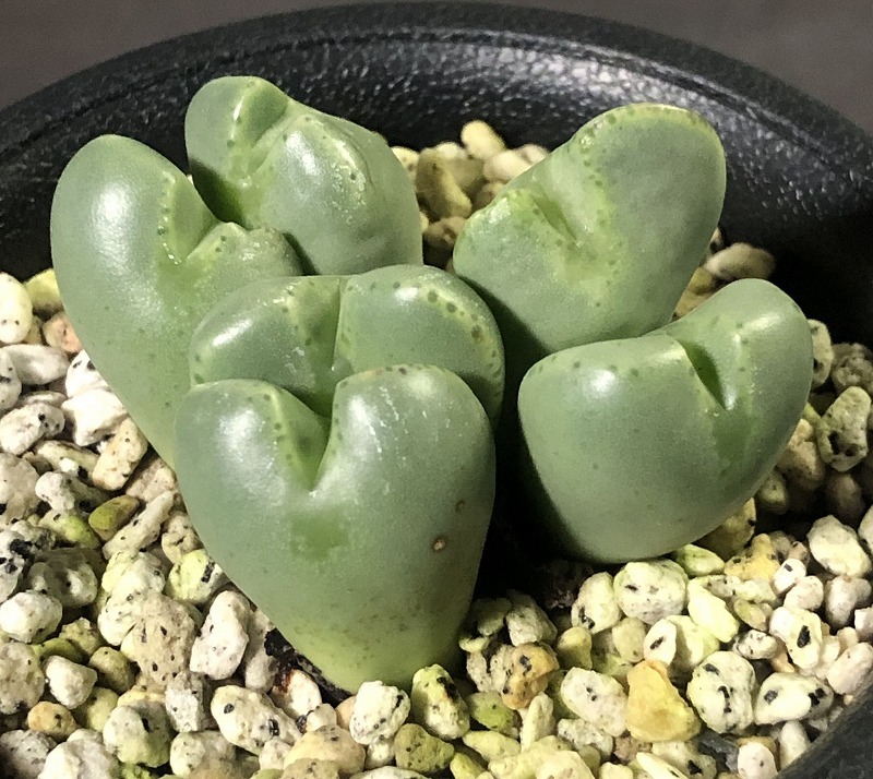 ネリアナム　nelianum 　　 コノフィツム 　Conophytum 　多肉植物_画像1