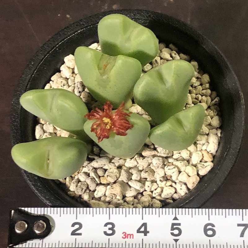 サマーレッド　　 コノフィツム 　Conophytum 　多肉植物_画像8