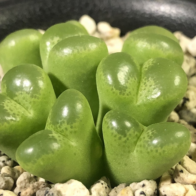 リンピダム(タフェルコップ)　linpidum Tafelkop　　 コノフィツム 　Conophytum 　多肉植物_画像5