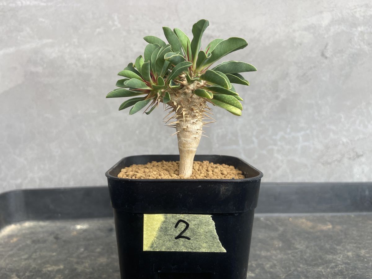 実生】ギラウミニアナ 2 ユーフォルビア 塊根植物 多肉植物 グラキリス