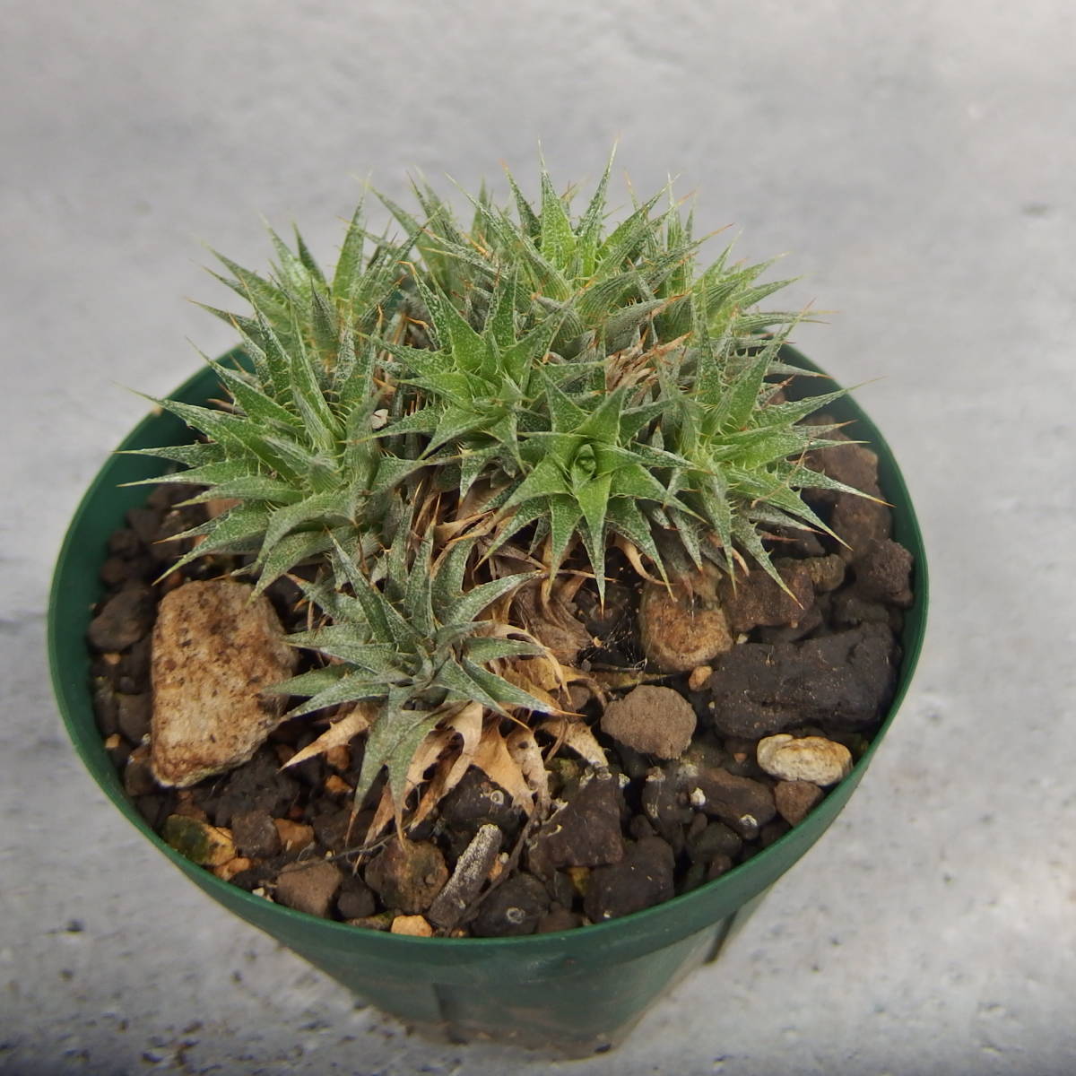 【雀草】Deuterocohnia brevifolia ssp. chlorantha/デウテロコニア_画像2