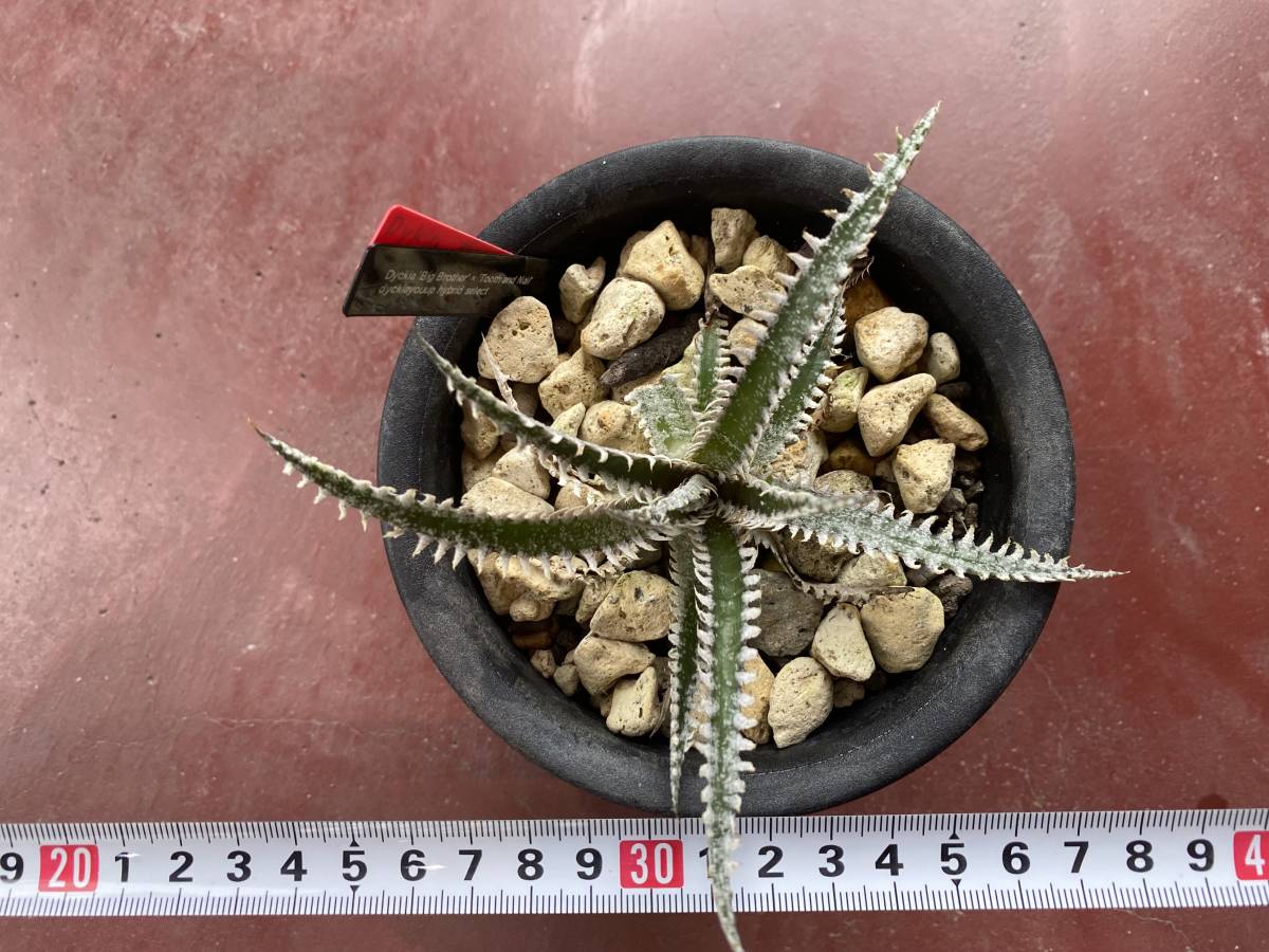 Dyckia 'Big Brother' x 'Tooth and Nail' dyckiayouup hybrid select_画像8