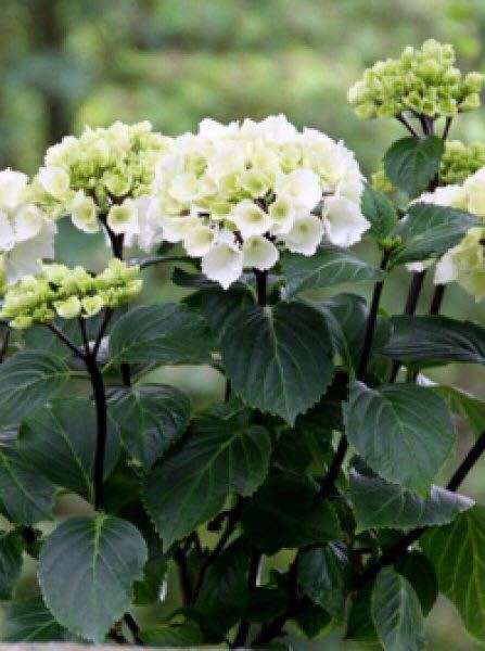 ハイドランジア ゼブラ [Hydrangea macrophylla 'Zebra'] グリーンから純白へ 黒い鑑賞価値のあるステム 花苗の画像1