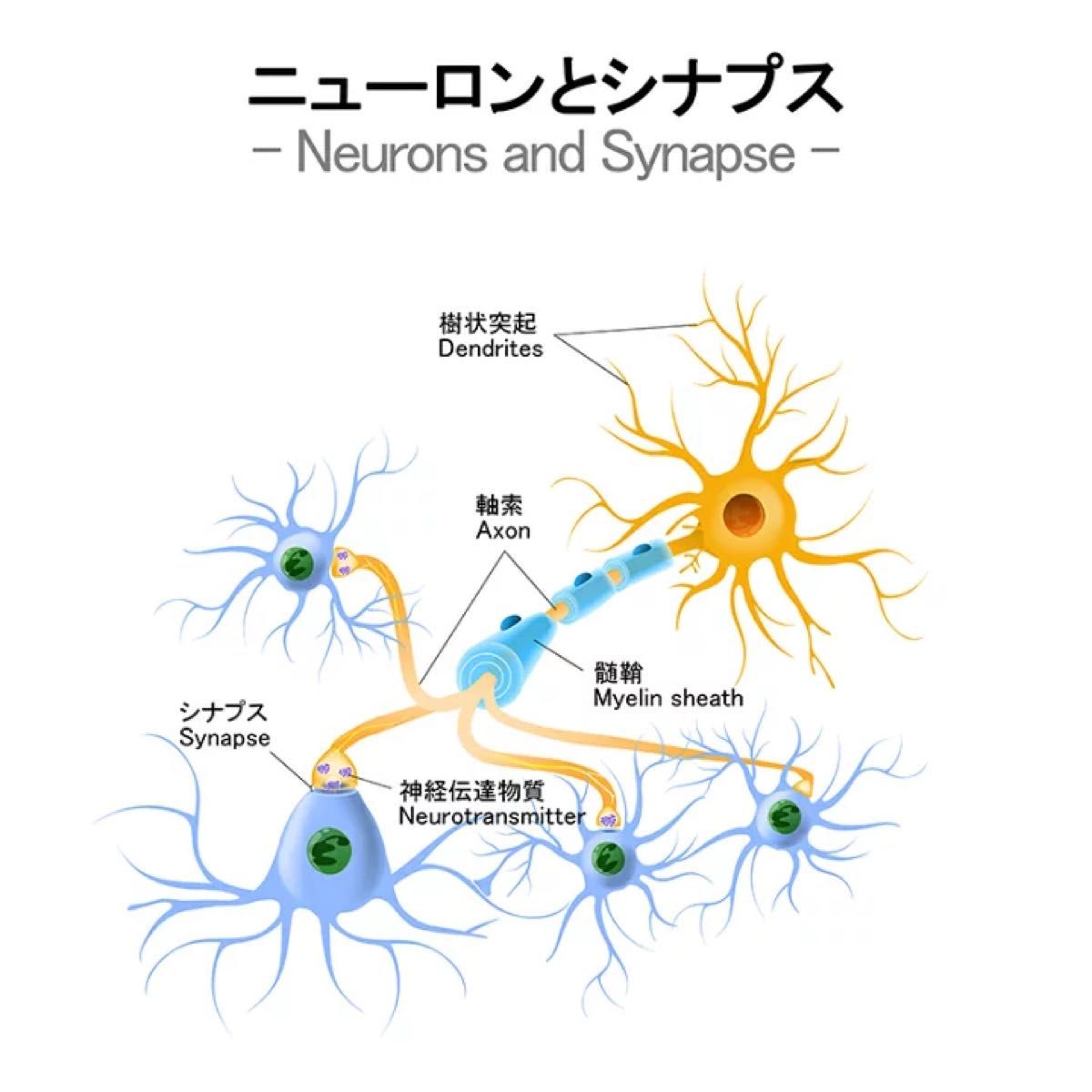 インテリジェンス intelligence 270粒（30日分）日本製 DHA 記憶力 思考力 判断力 脳機能向上　睡眠サポート