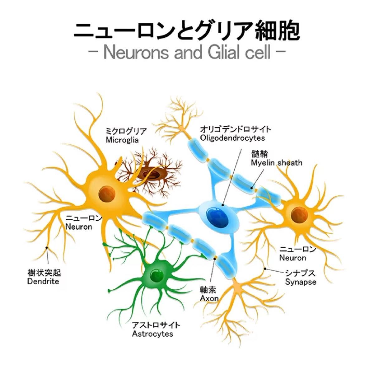 インテリジェンス intelligence 270粒（30日分）日本製 DHA 記憶力 思考力 判断力 脳機能向上　睡眠サポート