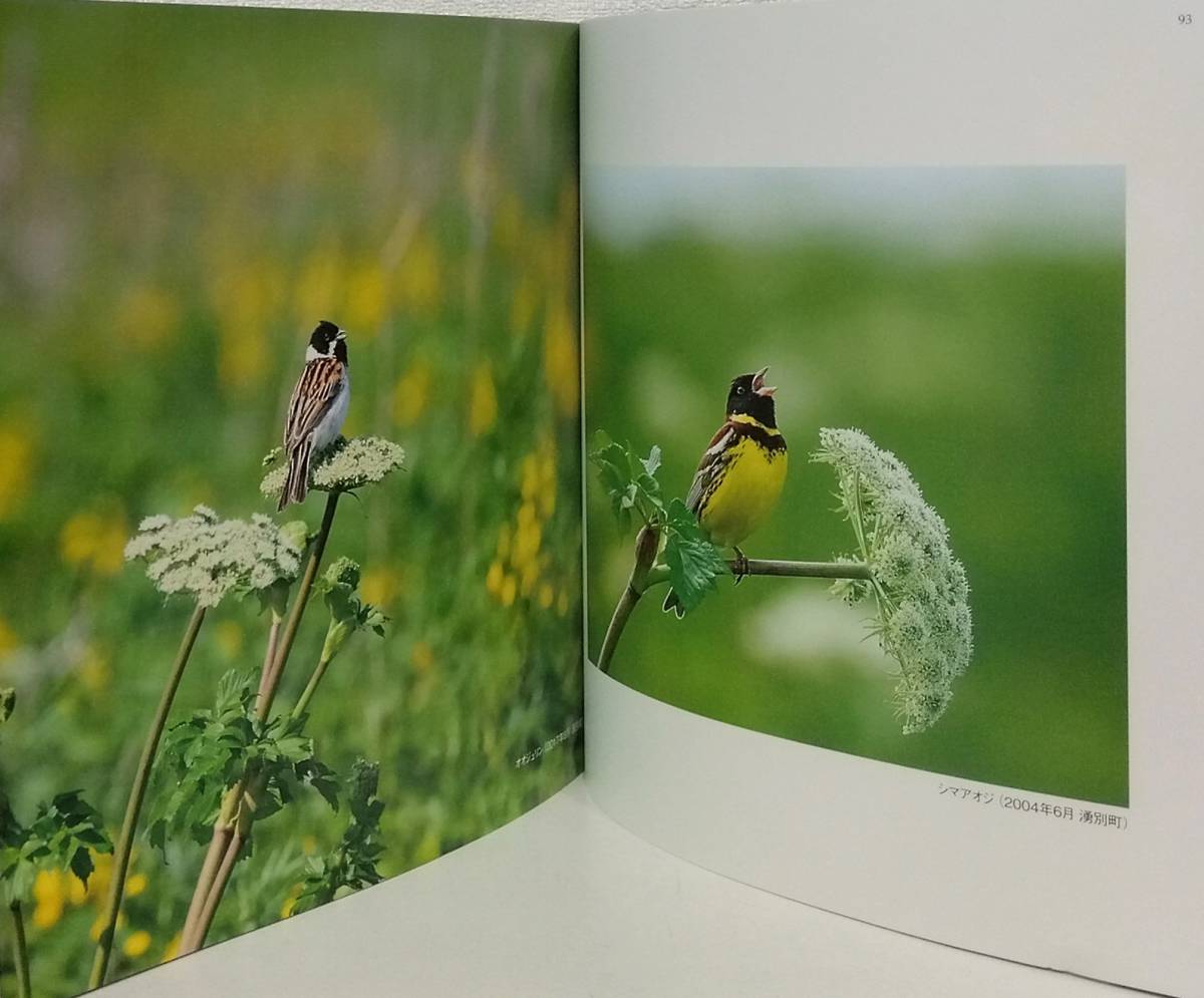 自■ 北邦鳥景 鳥の写真集 高橋良直写真集 Wild birds in Hokkaido FAURA BOOKS 高橋良直著 _画像6