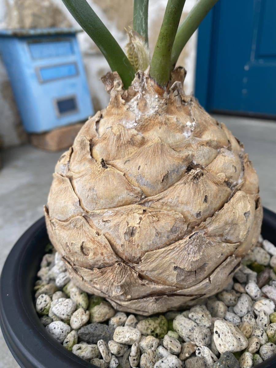 encephalartos horridus まん丸個体 エンセファラルトス ホリダス 今年フラッシュ 南アフリカ輸入株 現地 コーデックス 塊根植物の画像9