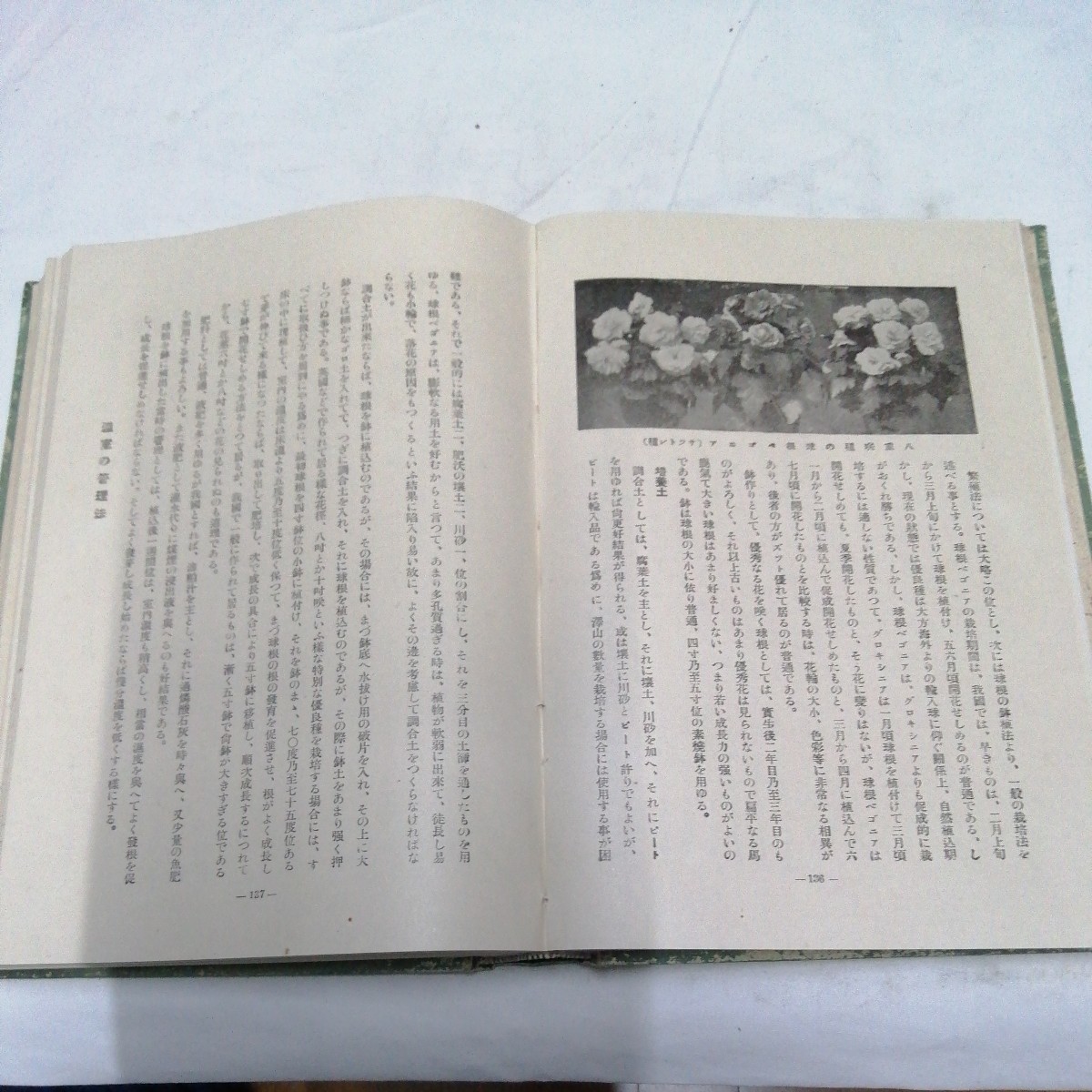  Showa 8 год обобщенный садоводство большой серия итого 4 шт. Ishii ..* Ogawa . сосна бонсай теплица растения . корень античный литература 